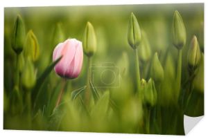 Tulipan różowy kwitnienia