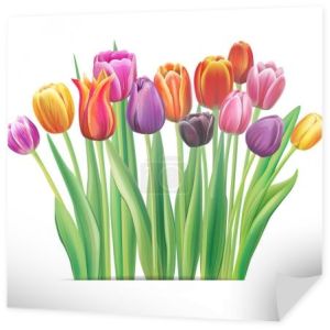 bukiet tulipanów multicolor