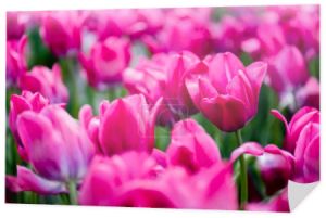 selektywny ostrość piękne różowe kolorowe tulipany