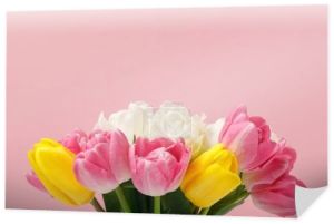 Przetargu, kwitną tulipany kolorowy na białym tle na różowym tle