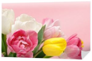 Bukiet tulipanów colorful wiosna na białym tle na różowym tle
