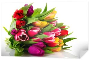 różne kolorowe tulipany holenderski na białym tle
