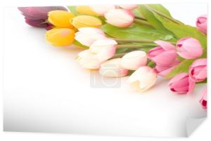 wiele tulipany na białym tle