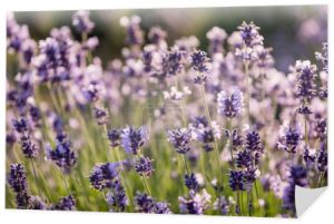 close up view of lavender flowers blooming on blurred background
