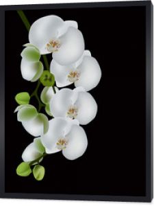 biały kwiat orchidei na czarnym tle