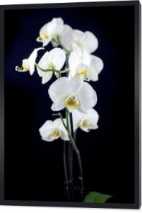 biała orchidea