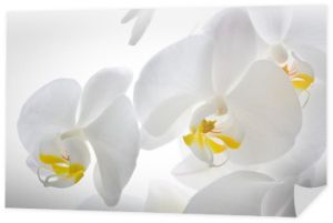 Szczegóły kwiatów orchidei.
