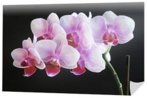 piękna różowa orchidea na ciemnym tle