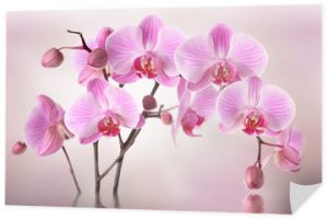 Różowy kwiat orchidei w tle