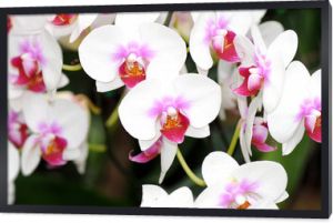 Piękny kwiat białej orchidei