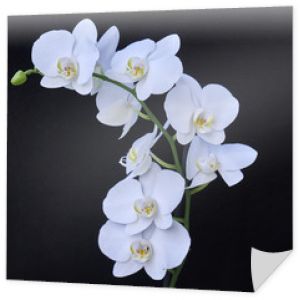 białe kwiaty orchidei zbliżenie na czarnym tle