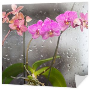 Łodygi z kwiatami orchidei na tle okna z kroplami deszczu