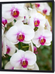 Biały kwiat orchidei Phalaenopsissis