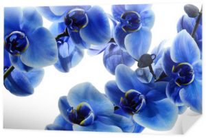 Niebieski kwiat orchidei