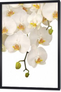 Wisząca biała orchidea