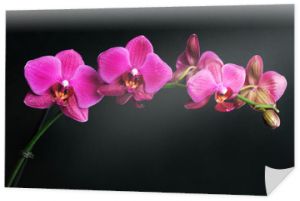 różowa orchidea na czarno