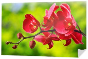 czerwony kwiat orchidei na rozmycie tła