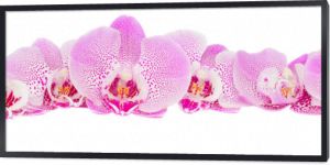 rząd różowych kwiatów orchidei