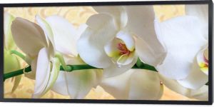 Kwiaty biała orchidea