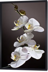Biała Orchidea, Phalaenopsis