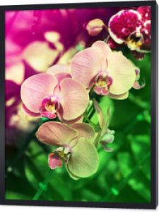 fioletowa orchidea