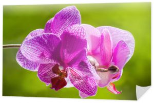 Fioletowa kwitnąca orchidea na zielonym rozmytym tle