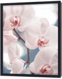 Delikatna różowa orchidea phalaenopsis na niewyraźne tło. Miękkie piękne kwiaty widoczne są w artystycznej kompozycji. Hybrydowy phalaenopsis, czyli storczyk ćmy, to najpopularniejsza i najłatwiejsza w uprawie orchidea