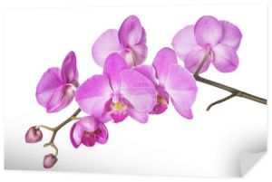 Orchidea na biały