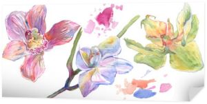Orchidea kwiatowe kwiaty botaniczne. Akwarela zestaw ilustracji tła. Element ilustracji na białym tle orchidei.