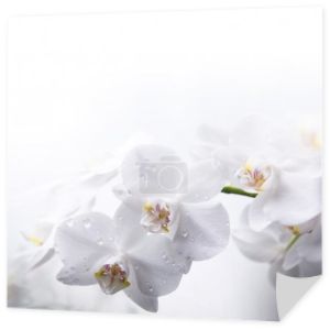 białe kwiaty orchidei z rosy krople