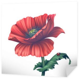 ilustracja czerwonego kwiatu maku na białym tle