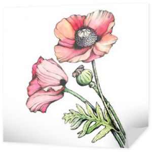Narysuj gałązkę czerwonych kwiatów maku z pączkiem (Papaver somniferum, mak lekarski). Czarno-biały ilustracja kontur z akwarela ręcznie rysowane malarstwo. Na białym tle.