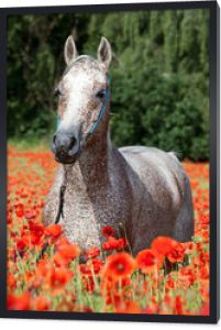 Portret ładnego konia arabskiego w czerwonym polu maku