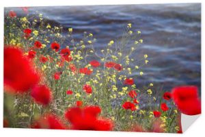 Kwitnące czerwone kwiaty maku na tle niebieskiej ciemnej wody morskiej z delikatnymi falami w słoneczny dzień.