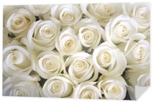 Tło białe róże