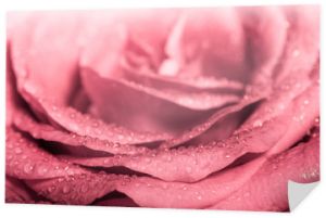 Słodki kolor różowej róży, naturalny kwiatowy tło w kolorze Romance