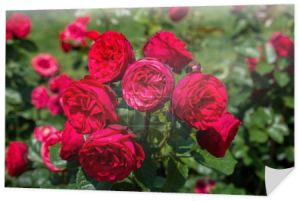 Różowe róże w parku botanicznym w Stambule na wystawie