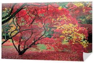 Kolorowy pokaz jesiennych kolorów w leśnym ogrodzie