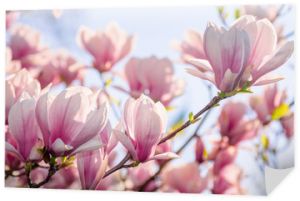 kwiat drzewa magnolii na wiosnę. delikatne różowe kwiaty kąpiące się w słońcu. ciepła kwietniowa pogoda