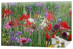 Zbliżenie na kolorową granicę kwiatową z krokosmią, werbeną i echinaceą