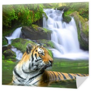 Tygrys syberyjski w wodzie