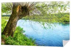 Wielkie stare drzewo na brzegu rzeki river