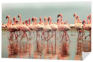 Dzikie ptaki afrykańskie. Grupa afrykańskich ptaków czerwonych flamingów i ich odbicie na czystej wodzie. Zatoka Walvis, Namibia, Afryka
