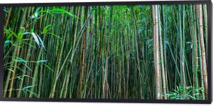 Bambusowy Las