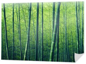 Bambusowe drzewa leśne Natura koncepcja