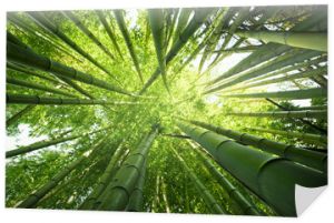 Zielone bambusowe tło natury