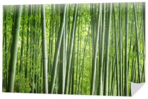 Zielony bambusowy gaj