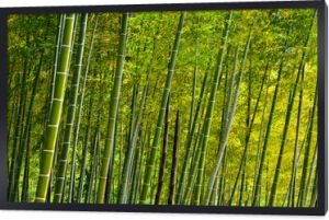 Gaj bambusowy w ogrodzie japońskim, Kioto w Japonii.