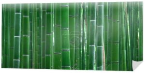 Bambusowy gaj widok