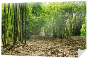Bambusowy Las Krajobraz